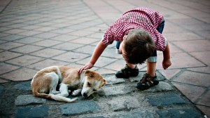Cusco Turism stray dogs